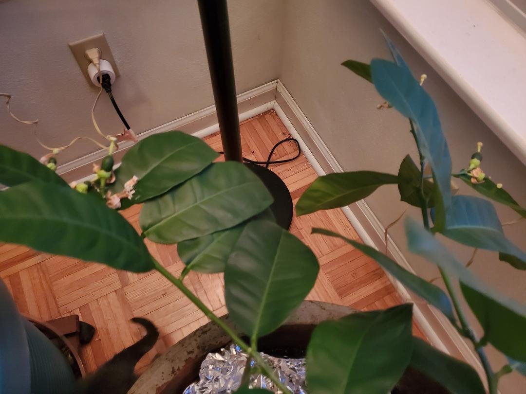 There are about 10 lemons trying to grow on our indoor lemon tree. Last year I put it outside for the summer and about drowned it. It came back, grew new branch and is really trying to produce. We had one huge lemon last ye