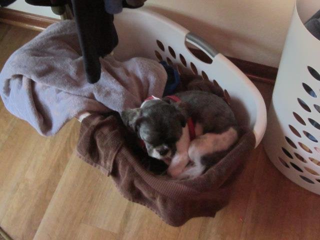 this where max sleeps, in laundry room, in morning while I read paper