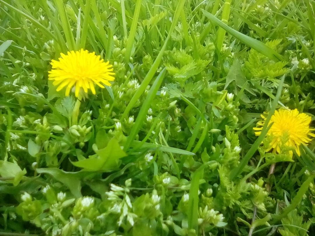 My flowers are blooming