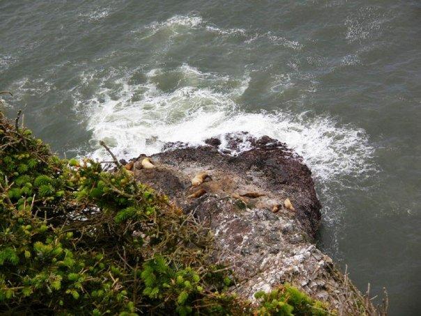 Patsy Crumpacker's album, Oregon Coast - 2009