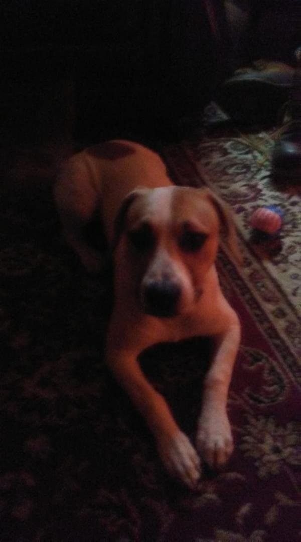 So your saying I CAN'T get on the furniture ?
