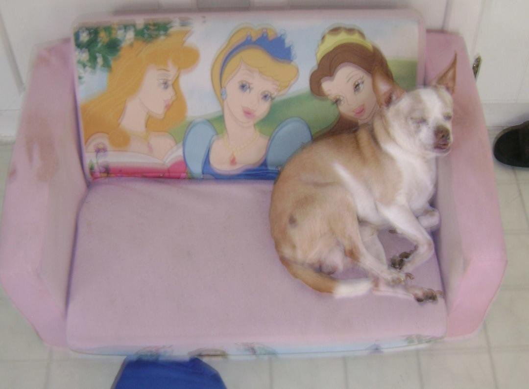 PONCHO LEFT US THIS MOANING HE WAS 14 YEARS OLD HE WILL BE MISSED