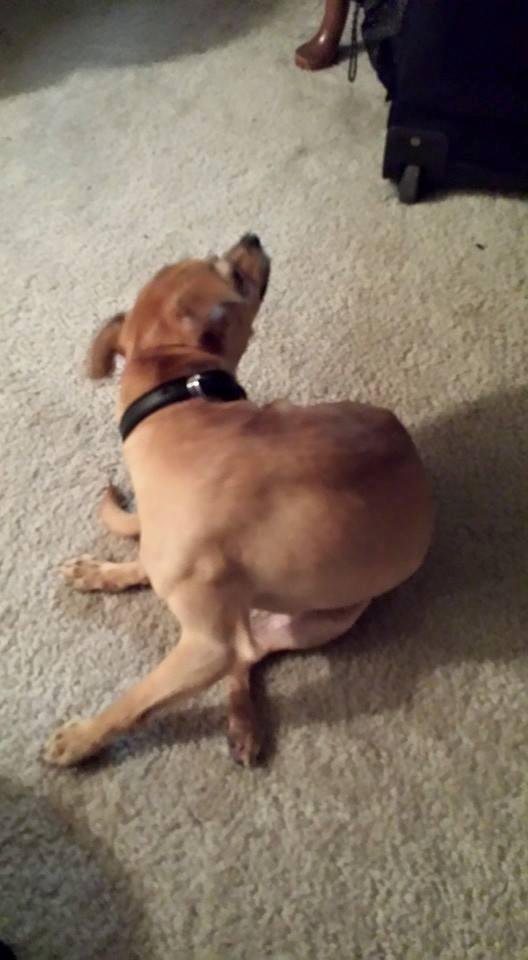 Chee-ka scratching.