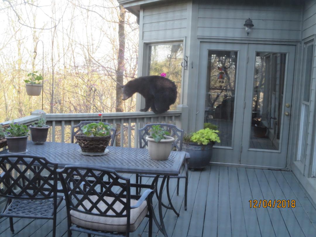The squirrels are big in the north Georgia mountains...