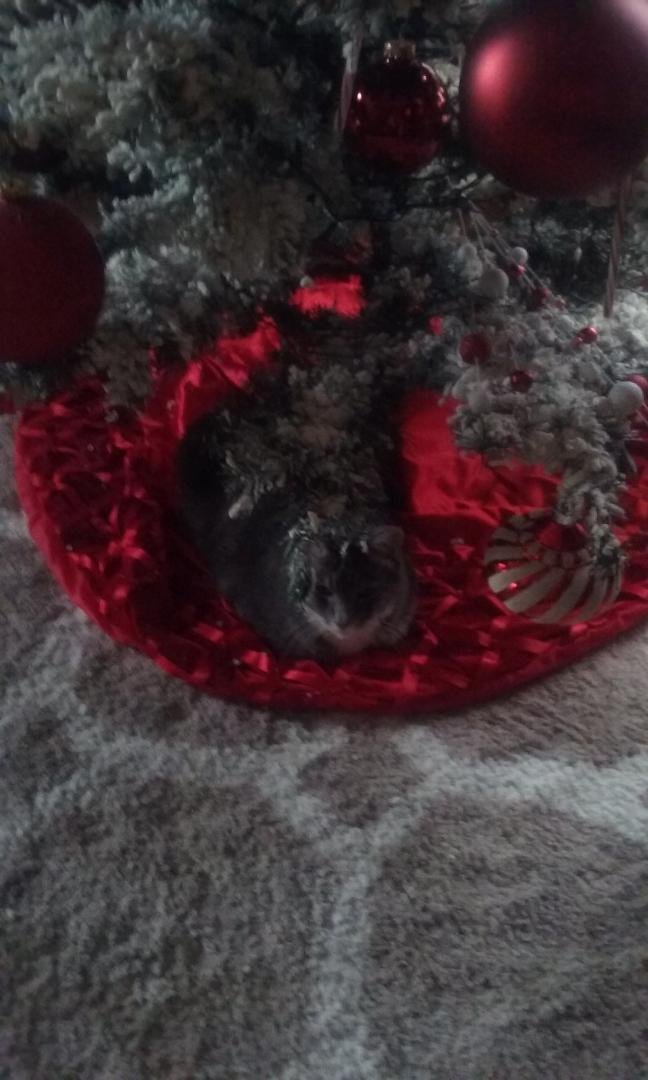 set up the tree and look who has a new spot
