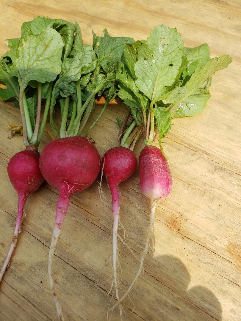 Finally picking Radishes