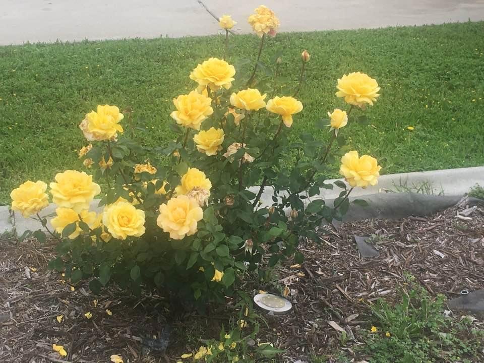 Cris and Tori’s beautiful yellow roses!