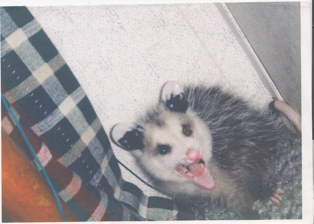 Did I ever share this picture of the varmit in our bedroom?