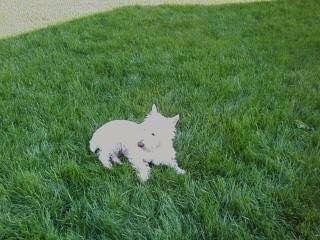 Our trained killer watch dog ! Always protecting his home and family ! He is much tougher than he looks ! Indiana Jones