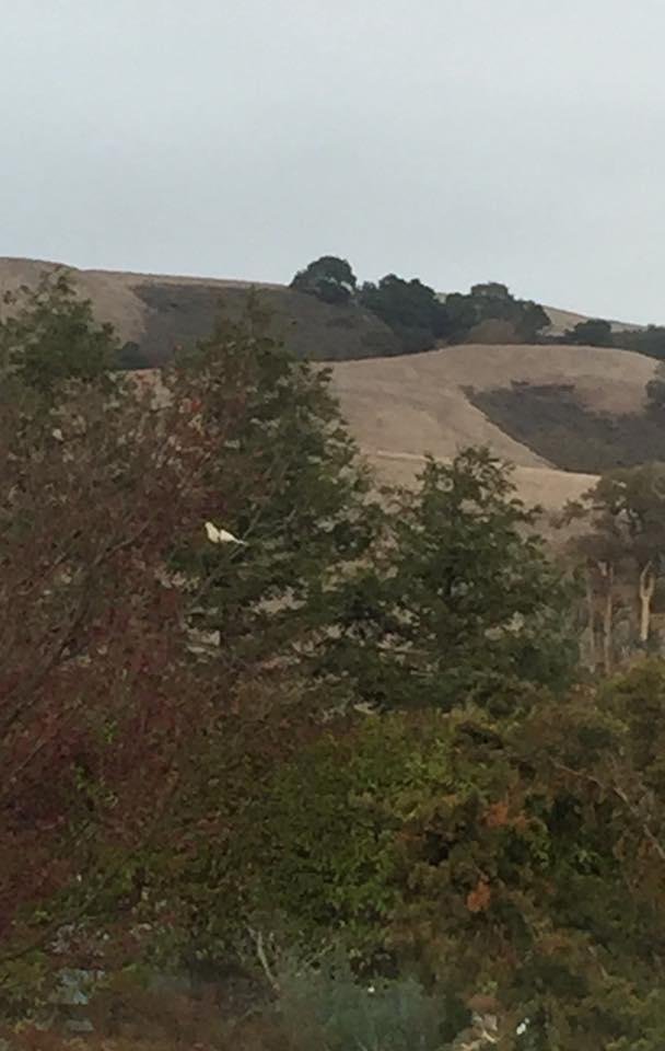 Just saw a white dove in the Chinese Pistache out back

A white dove in your path is not by coincidence. Your awareness of its presence, calmness and beauty is also a gift. You were meant to see this dove to remind you to f