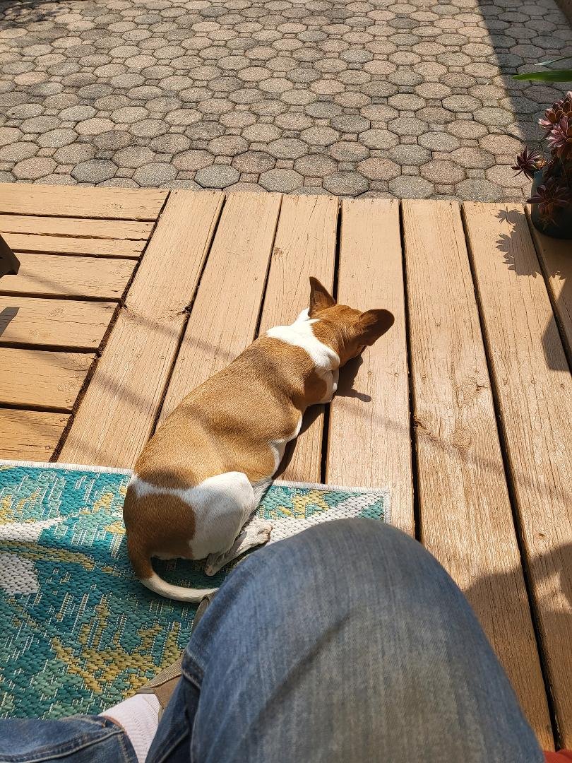 Jake soaking up the rays.