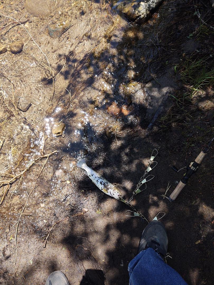 Fishing the Pecos