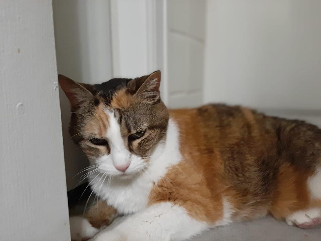 Wasatch, my 18 year old "baby," went home to kitty heaven yesterday.