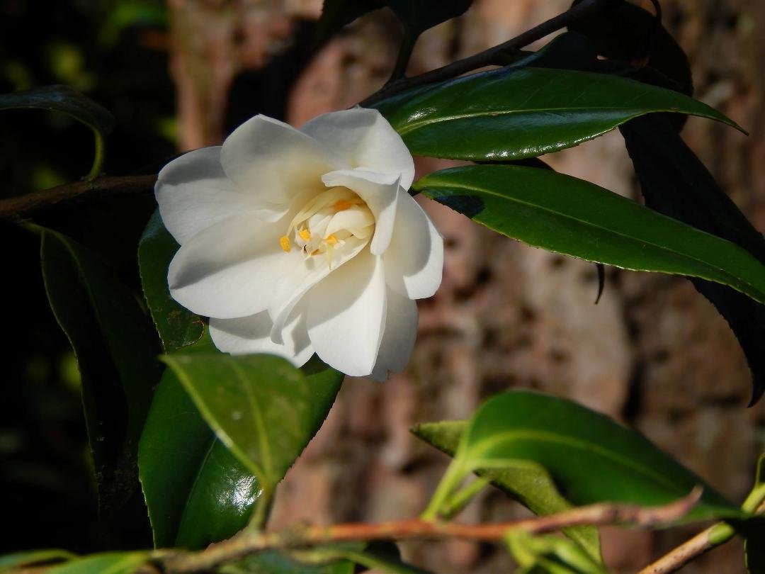 It is January 25th and this white camellia bush was in full bloom. Winter flowers are so uplifting.