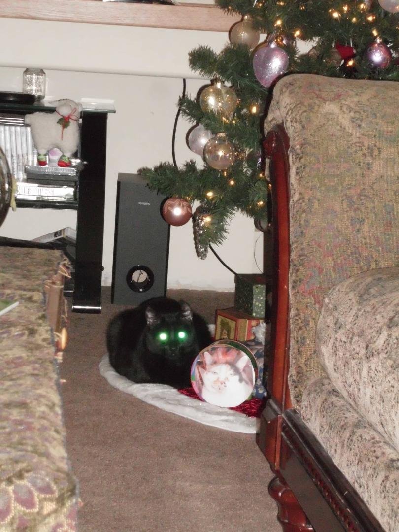 I was watching T.V. and looked down to see this: Barnabas, lying under the Christmas tree, when I saw him, he was sniffing the little tin next to him. That tin contains my kitty, "Sugar's" ashes, her picture is taped to the