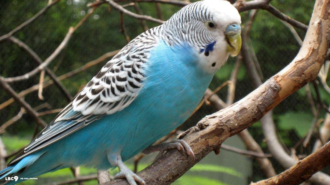 In other news from Mesa- we have a lot of doves who hang out in our yard,. They love the seeds our big trees drop on the ground. Arya keeps them on their toes by chasing them in the back yard but they enjoy feeding in the