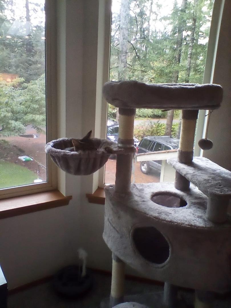 Our new kitten, Zara, likes her new cat tree.
