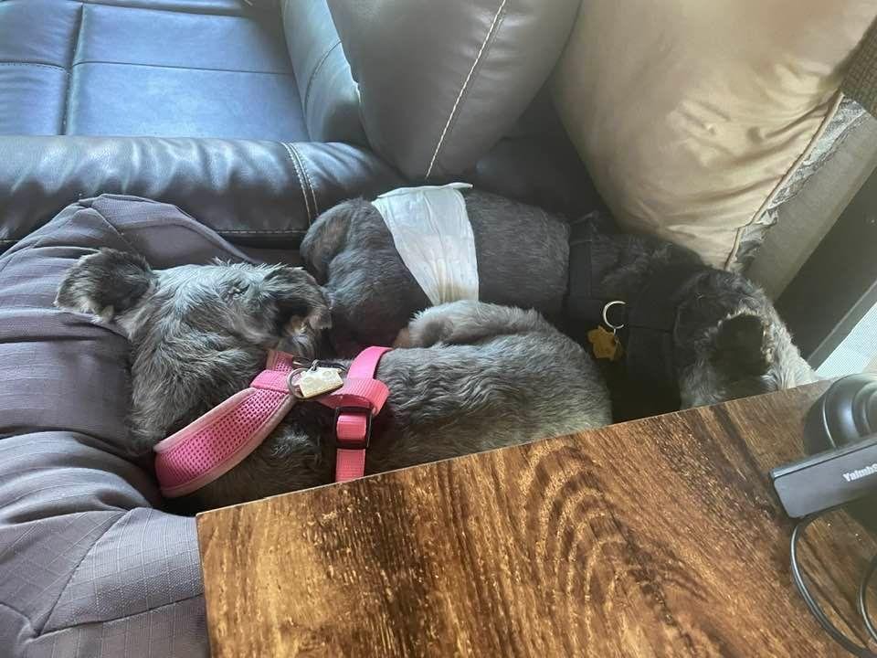 Pete n Tilly taking nap by my desk