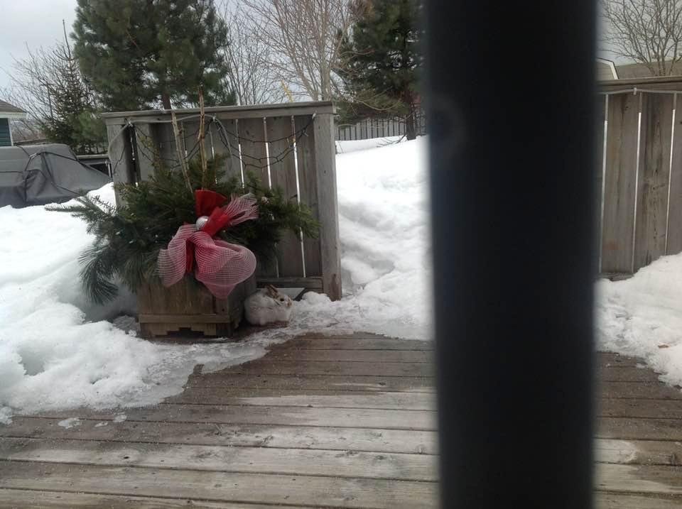 This rabbit has been hanging around since January, not sure how long he has been on our patio today but at least almost two hours now. We are not sure if he is a pet or a wild rabbit since he isn’t completely white. We call
