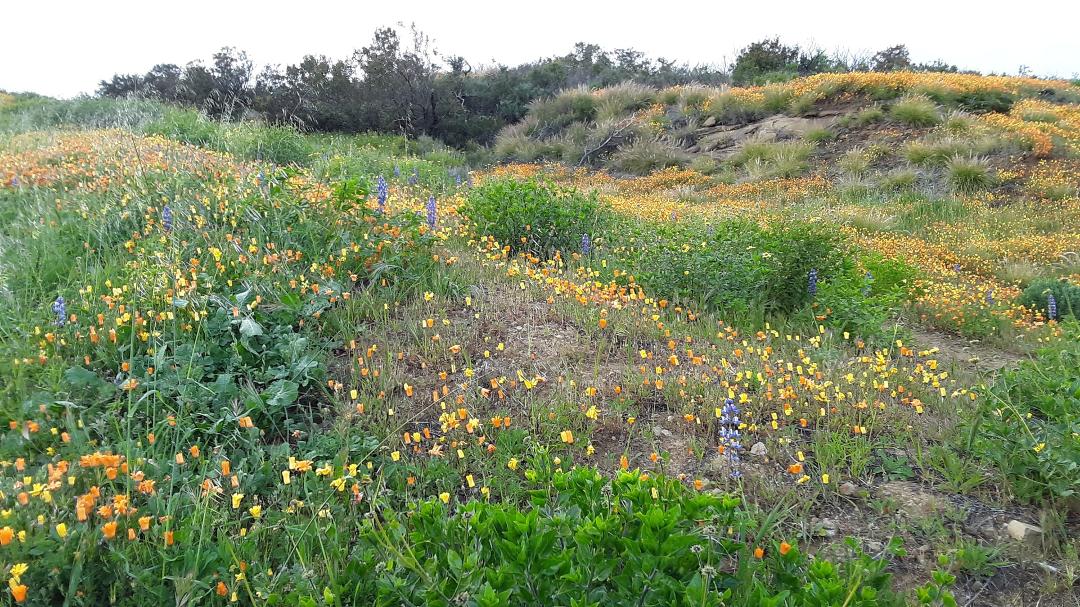 The lupines are coming.
