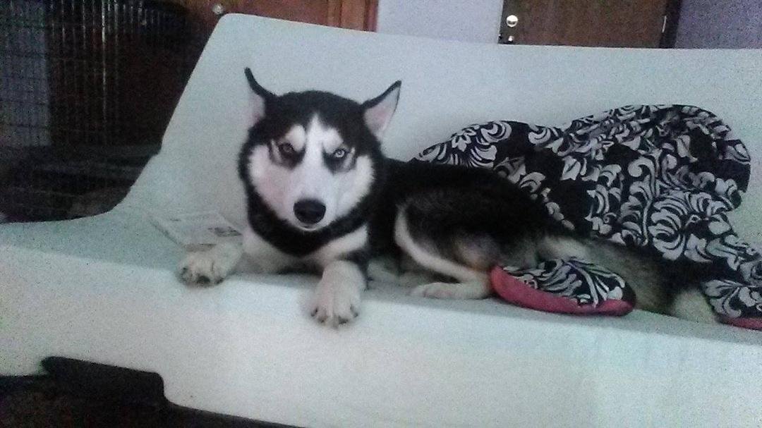 My puppy Lobo