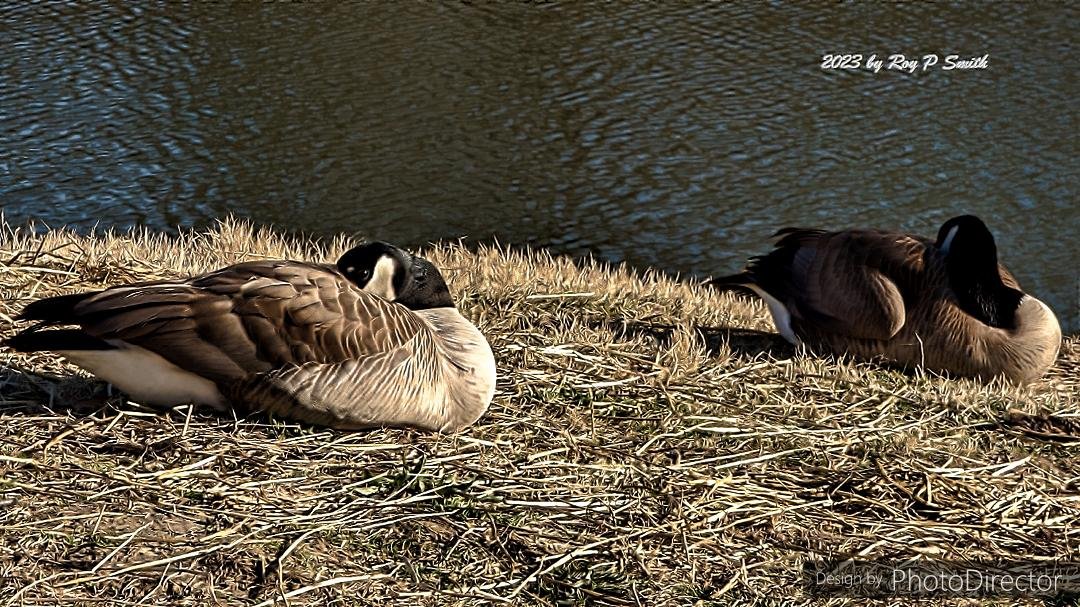 Like these Canada geese, I'm gonna catch 40 winks. See you tomorrow!