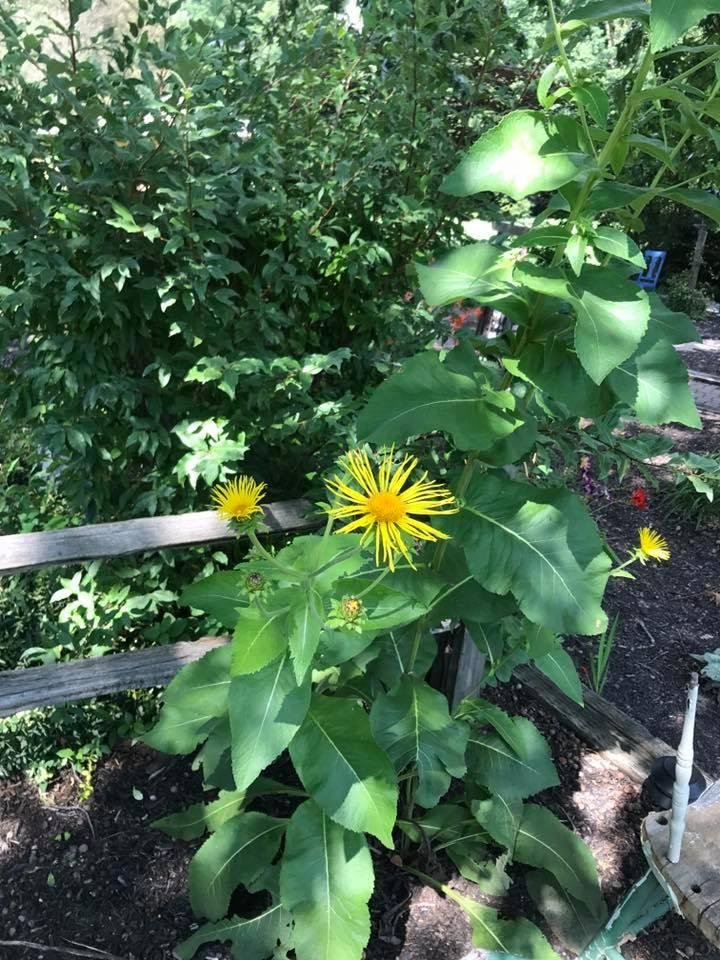 Unknown plant
