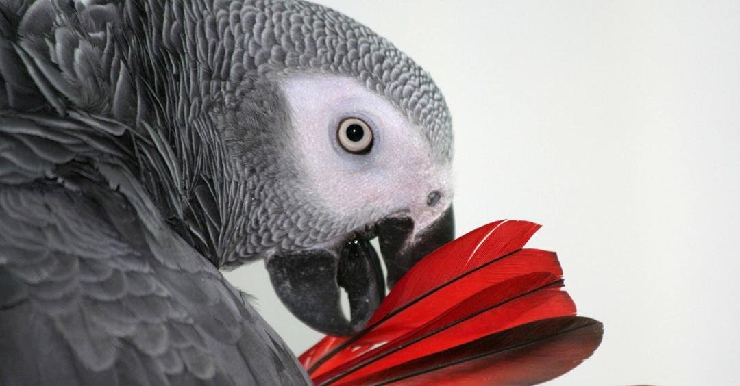 Parrot could be witness to possible US murder case

Parrot called Bud keeps repeating ‘Don’t fucking shoot’ in the voice of his owner Martin Duram who was shot five times in his Michigan home
An African Grey parrot. Budd, a