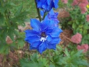 Marsha Baker's album, Mobile Uploads