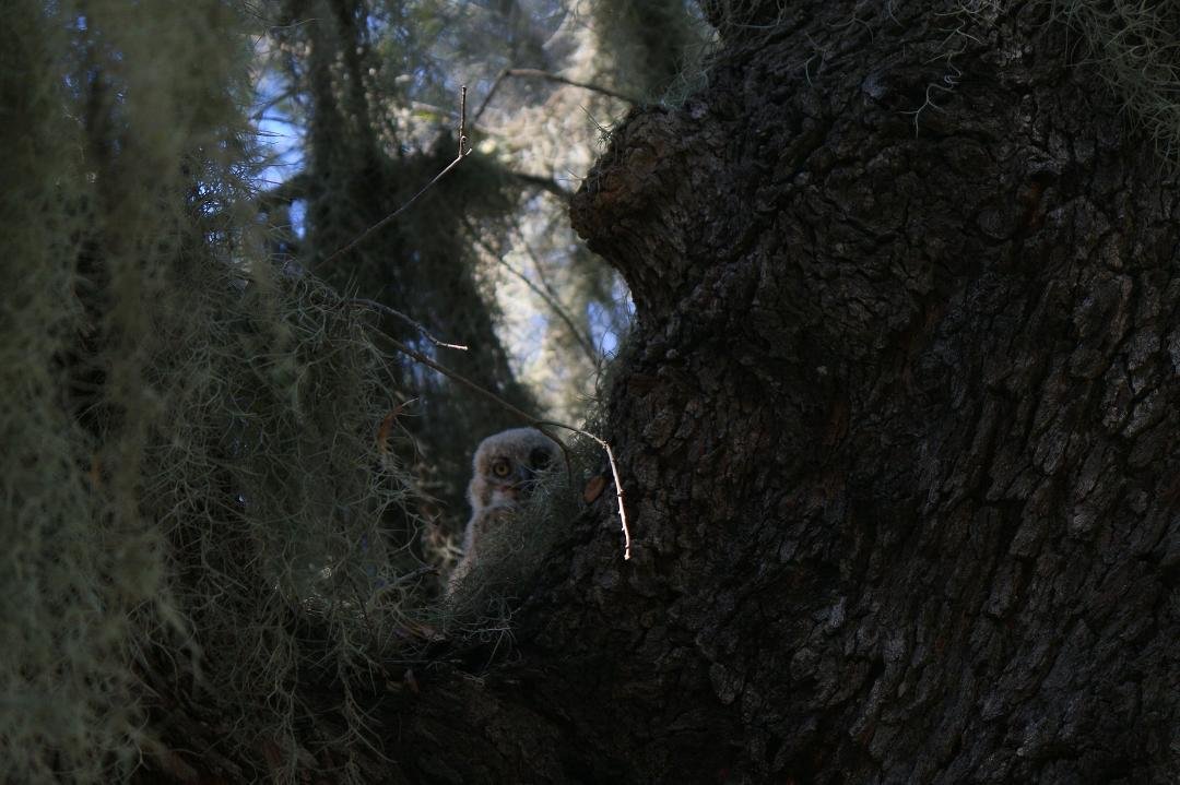 Great Horned Owl chick. Will get better pics in the next couple of weeks as he becomes more active.