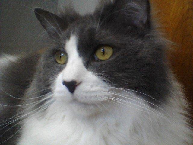 Capone