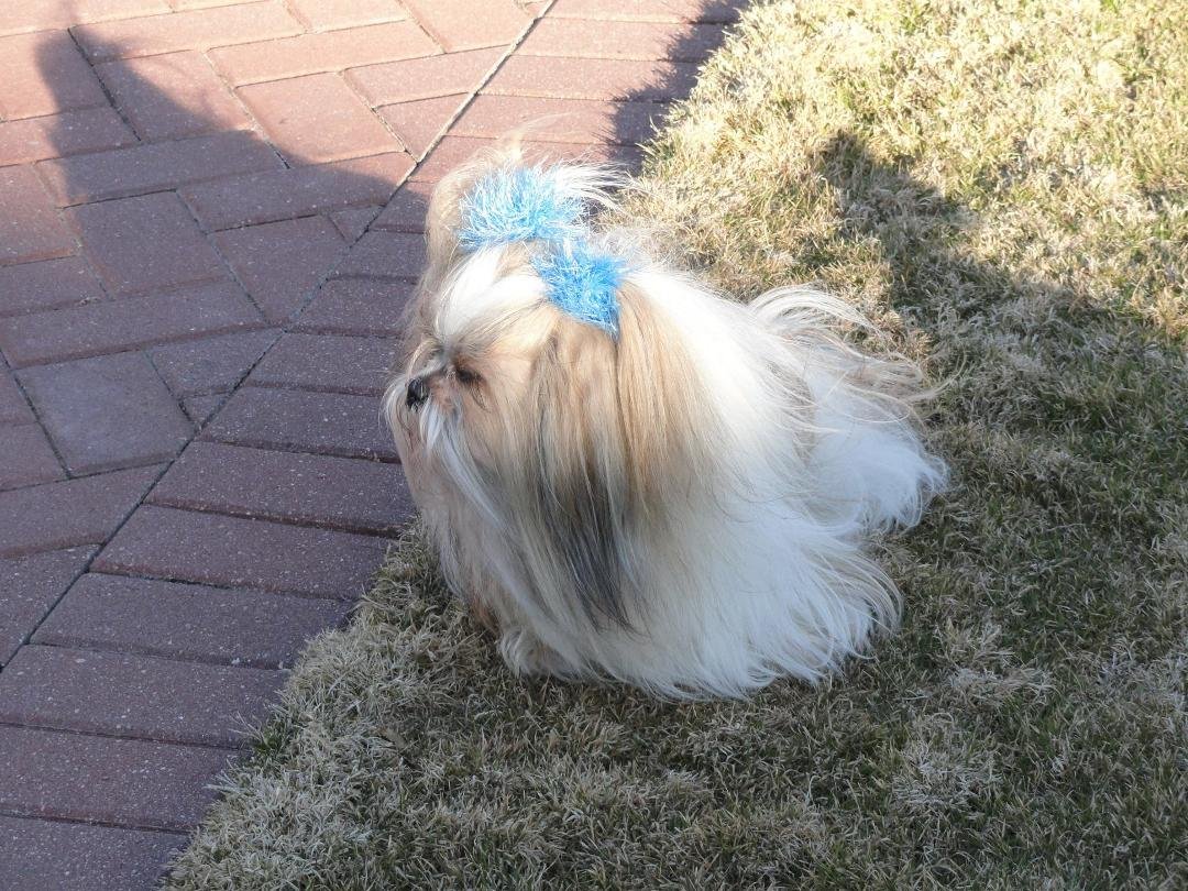 R.I.P. Dickins Malick
9/13/01-2/23/16
You will be missed. Such a sweet little boy.