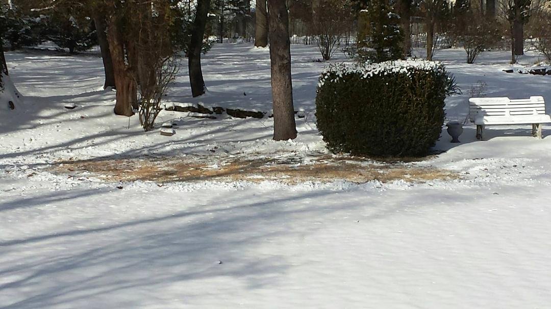 I cleared a spot in my backyard where a family of deer sleep every night.Thought they deserved better than sleeping on top of the cold snow.