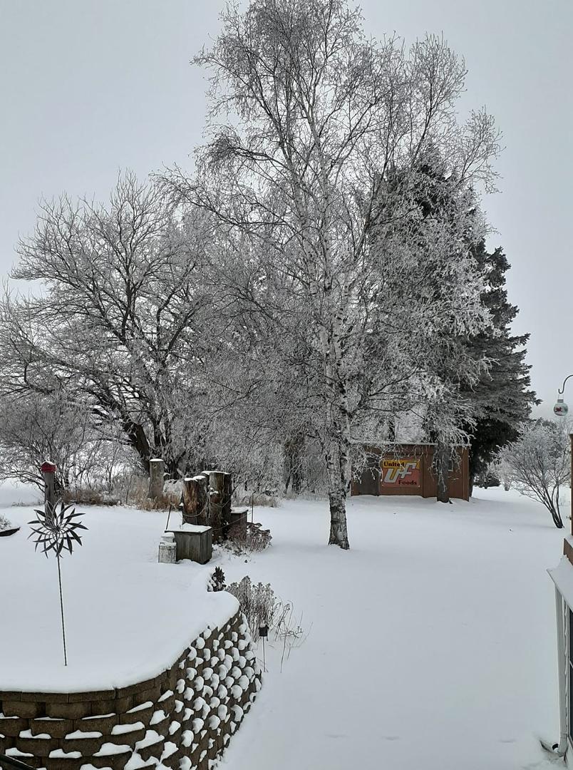 This morning with the hoarfrost on the trees.