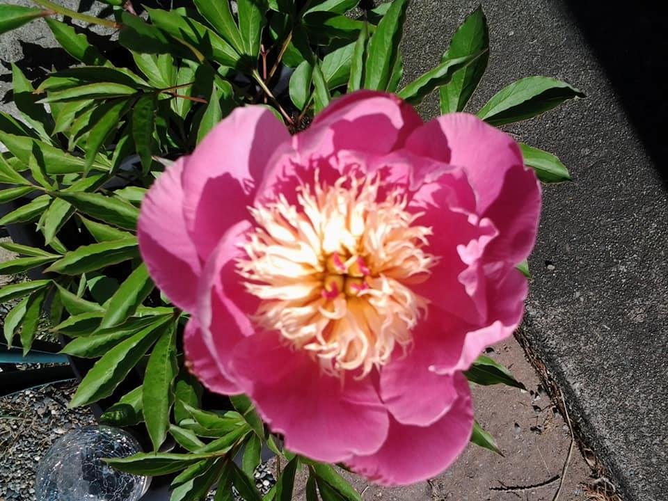 Cathie Cuthbert's album, Mobile Uploads