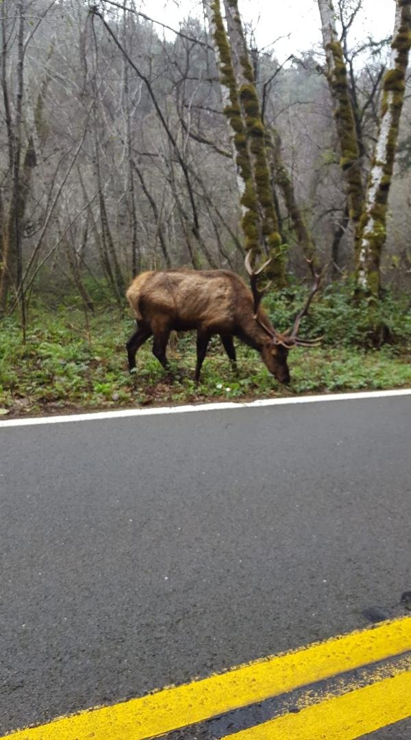 We were cruising thru Oregon when we spotted the big guy!