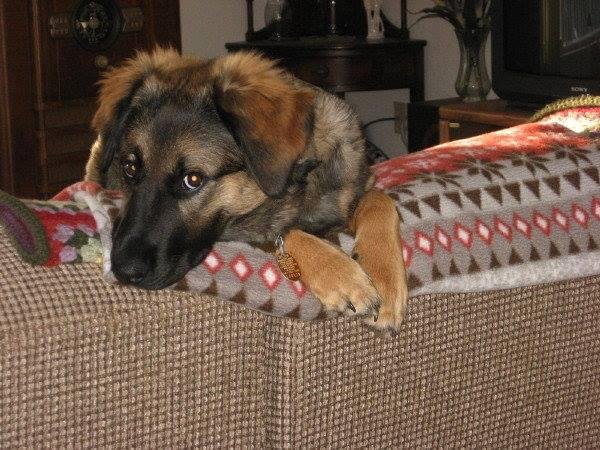 Shadow lurking on the sofa (a few years ago)