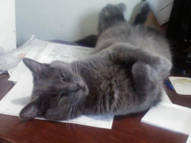 Sheeba...... inner usual place.