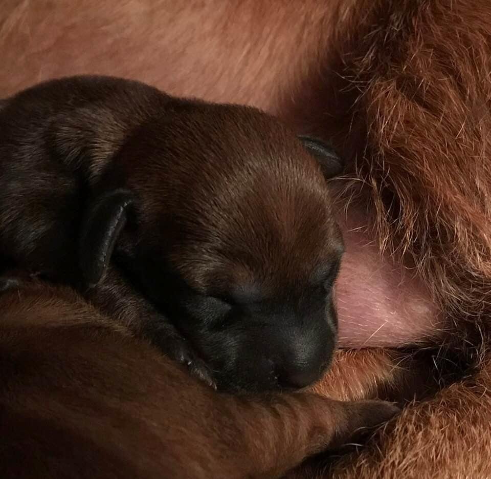 Dark Red girl