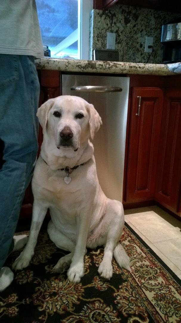 It is with profound sadness today that I announce our dear Stevie Ray Furlong passed over the Rainbow Bridge.  Those of you who have had the pleasure to meet this awesome "big guy" knew his dancing skills were second to non