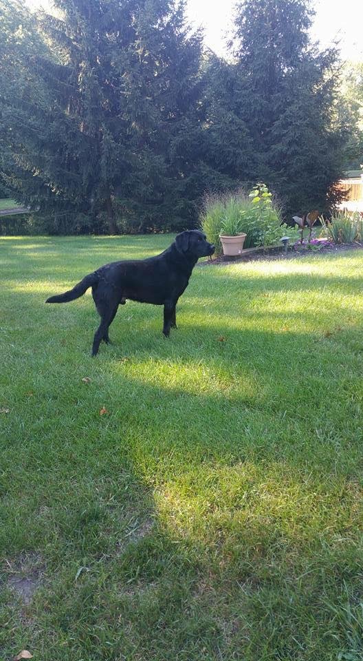 We found who has had Nick for the last 14 months which is a good thing. They named him Shadow. Shadow was happy to see his owner. He lives about 1500 ft behind us.