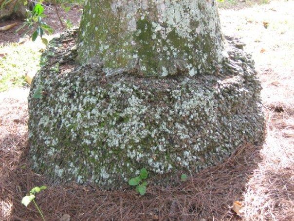 Moss growing at the base of this tree.