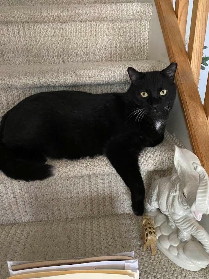 Looking comfy and cute again. 😻❤️