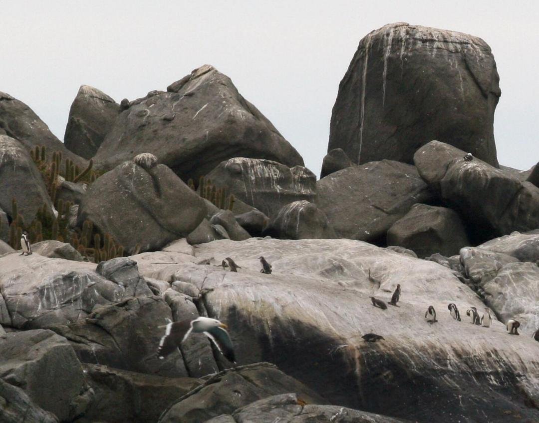 I don't think there are too many places in the world where you can see cactus and penguins in the same photo - the Reserve at Isla De Cachagua.