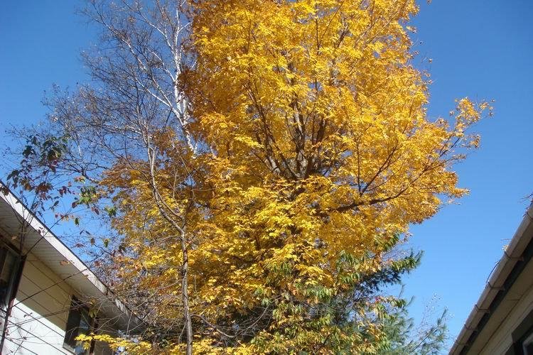 Joyce Stempkowsky's album, Lake Connolly - Thanksgiving