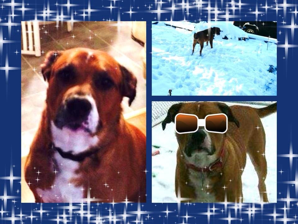 My handsome grand dog ...Rocky..🐾