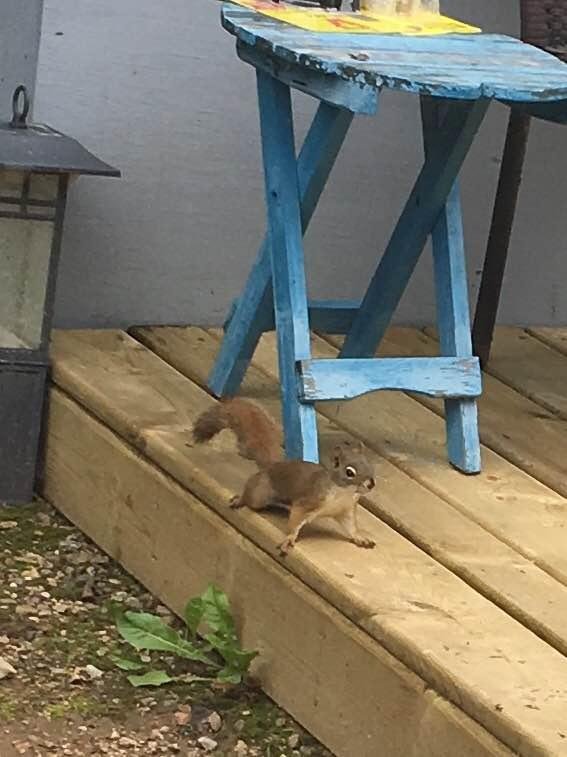 The squirrel just spotted the cat!