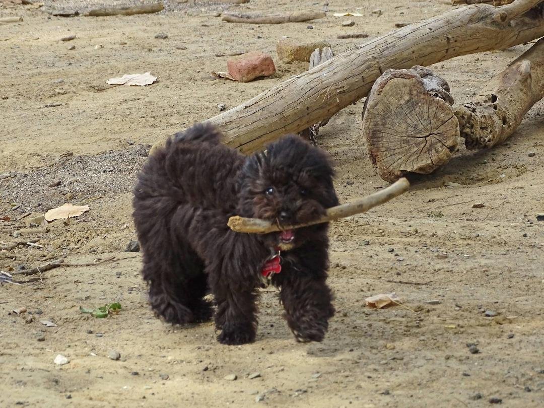 Mighty BIBI at Wendy Beach!