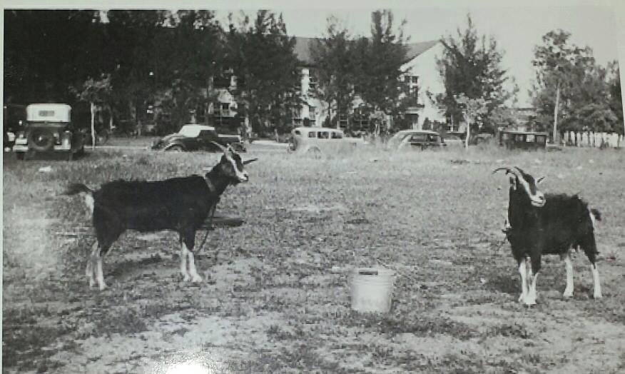 St Pete High Fun Fact: Did you know that SPHS once had goats on the west lawn...hard to believe!