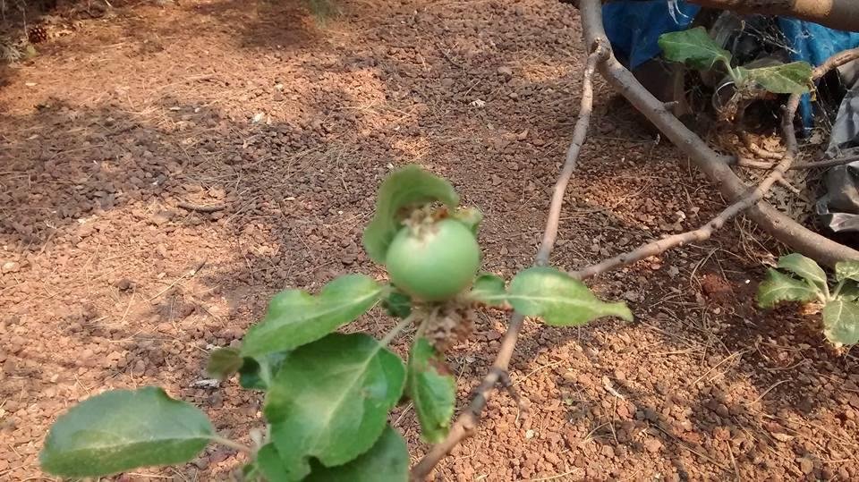 of course I hope nothing happens to the house, however if something were to happen.... Proof we actually have an apple growing on a tree. Just for the record, just saying...